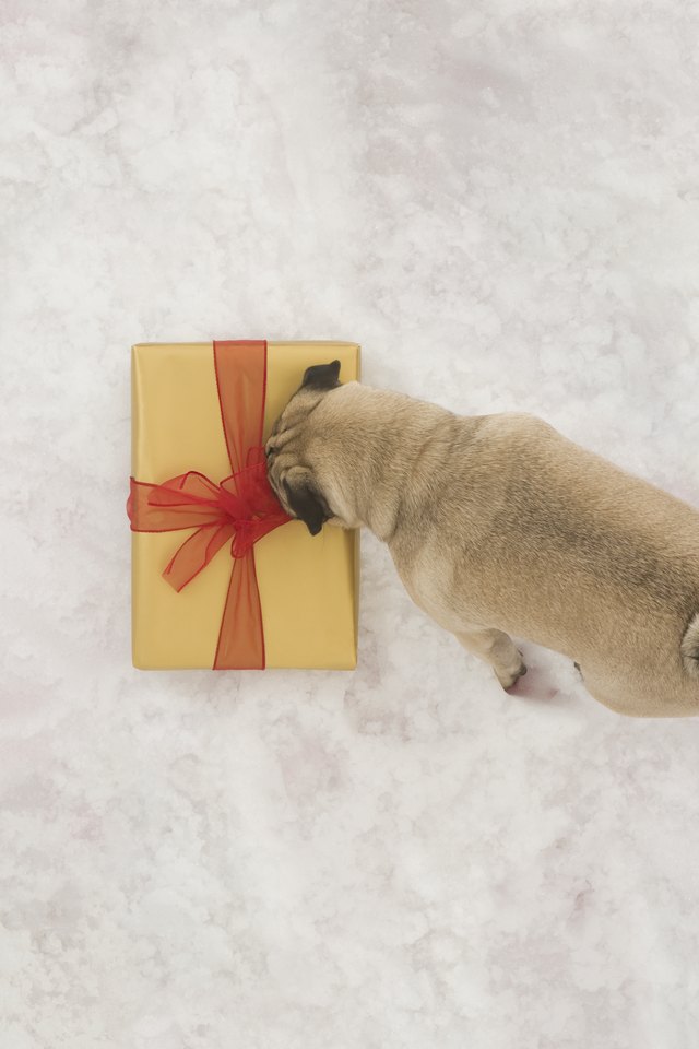 16 Genius Gifts Every New Pet Parent Desperately Needs | Cuteness