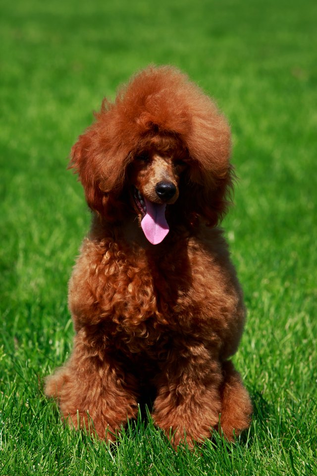 poodle