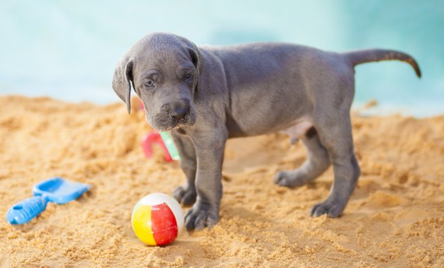 Purebred Great Dane puppy guarding its beach ball