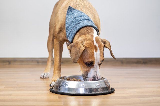 Dog eating food from its bowl indoors.