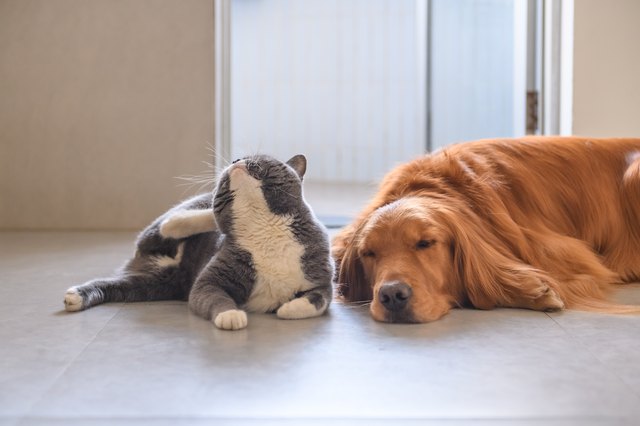 Golden retriever and British short hair cat
