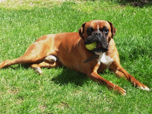 Dog