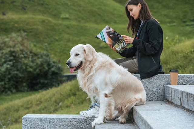 golden retriever with person outside