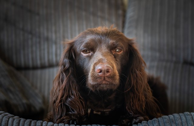 Portrait Of Cavalier King Charles Spaniel Sitting On Sofa At Home