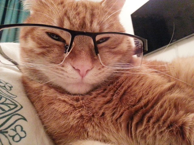 cool attitude red cat wearing black frame spectacles