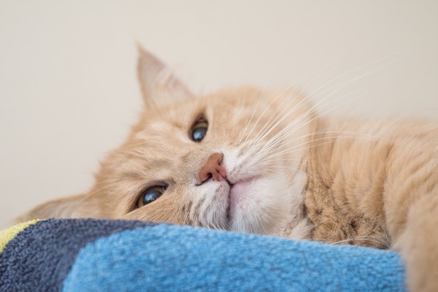 Lazy male Maine Coon cat.