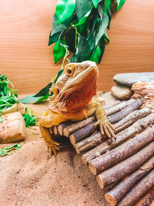 Bearded Dragons