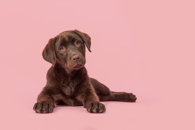 Close-Up Portrait Of Dog Against Pink Background