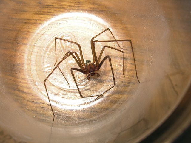 Loxosceles recluse spider capture in a plastic cup