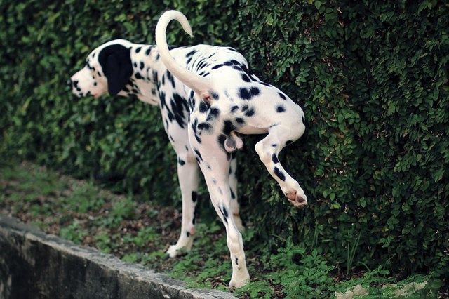 Dalmatian Urinating On Plants
