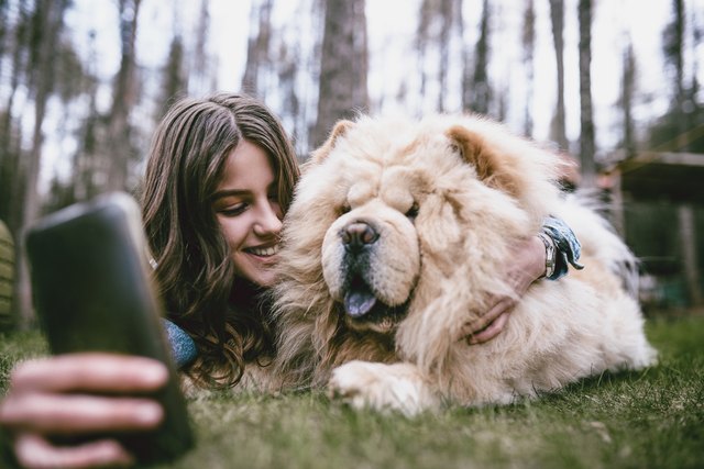 Chow Chow Selfie