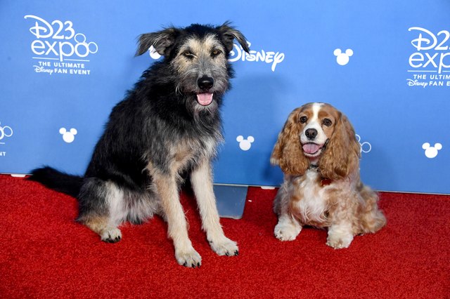 D23 Expo 2019