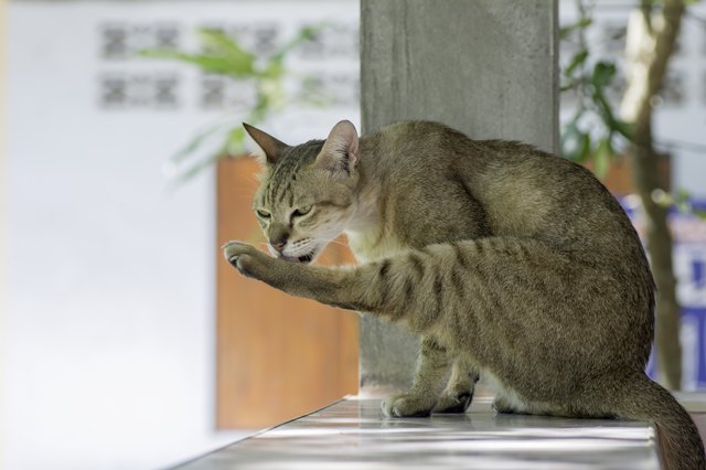 Cats lick their legs.