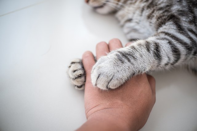 Cat reaching hot sale paw out