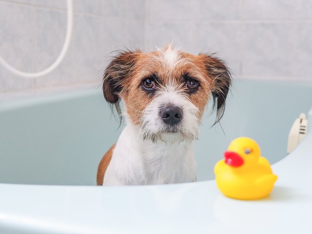 dog in bathtub