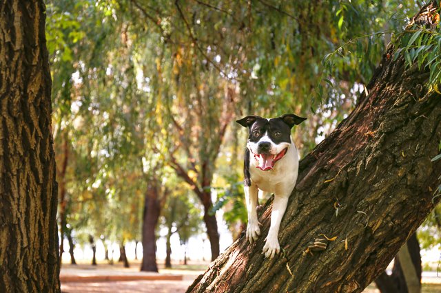 American staffordshire terrier having fun in central park on beautiful fall time afternoon.