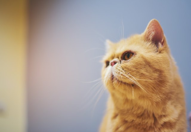 Orange yellow cat drooling and looking to the side