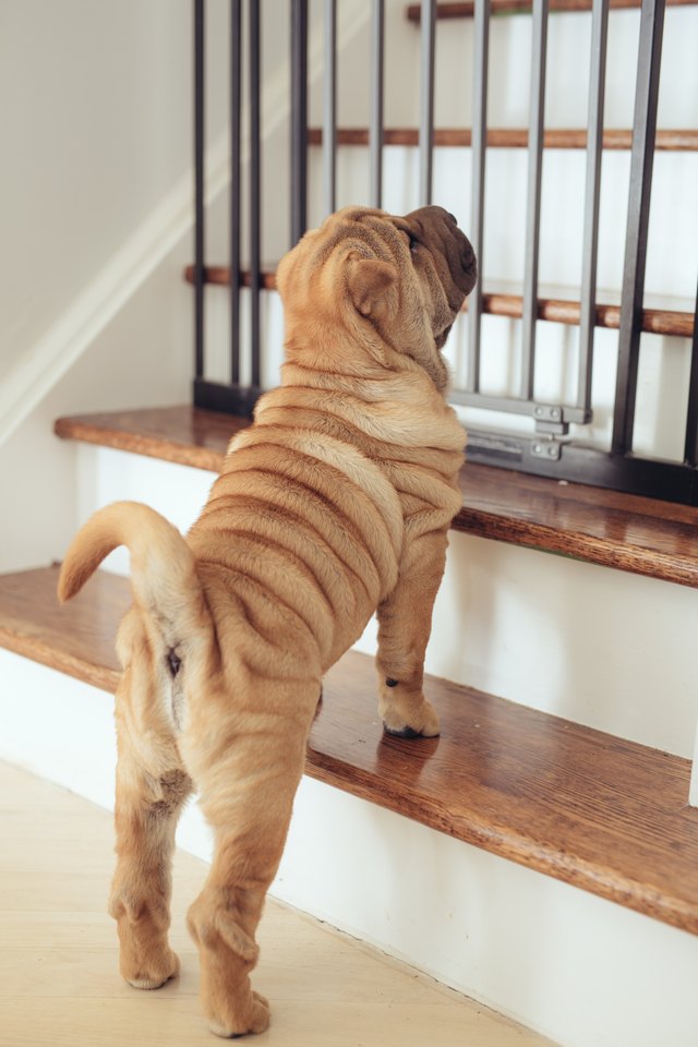 Safety gates for puppy