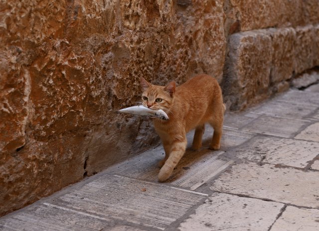 Cat with a fish in mouth