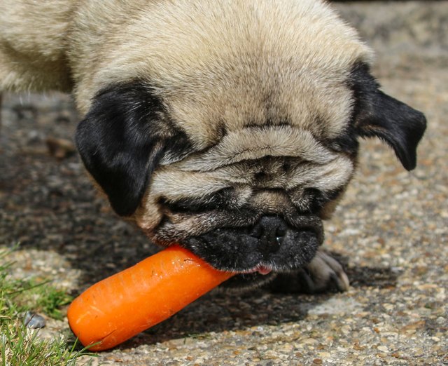 Arthur The Pug Eating a Carrot