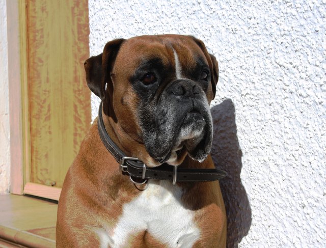 dog