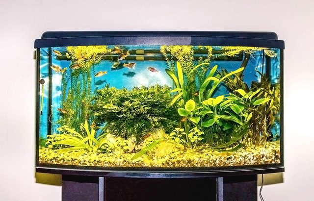 What Does a Bubbler Do in an Aquarium? | Cuteness
