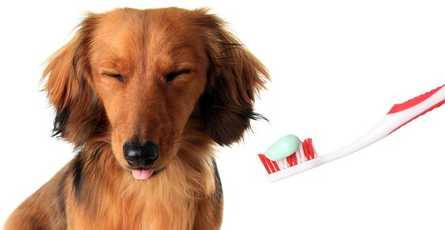 Dachshund with toothbrush