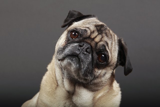 Fawn Pug tilting head