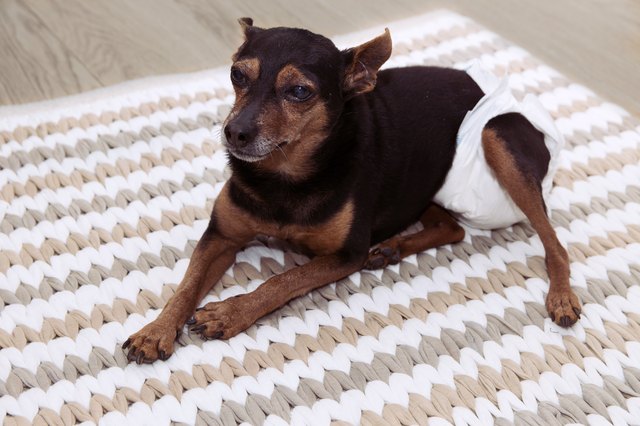 PORTRAIT SICK SENIOR OLD DOG WITH CATARACT, ARTRHRITIS WEARING DIAPER FOR PEE LOST RESTING INTERIOR ROOM