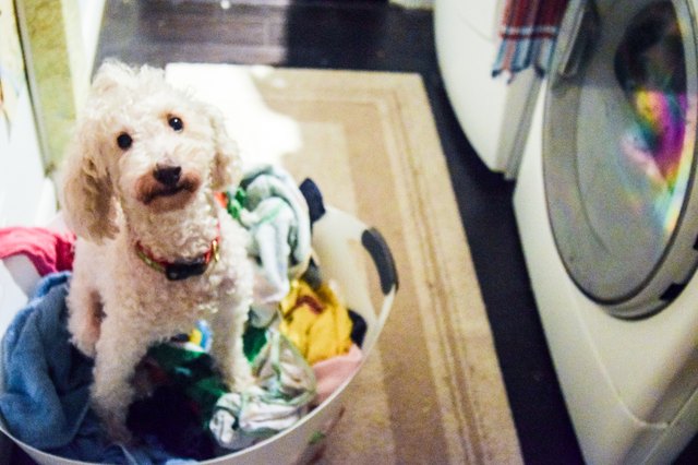 How to Remove Dog Urine Odors From Laundry | Cuteness