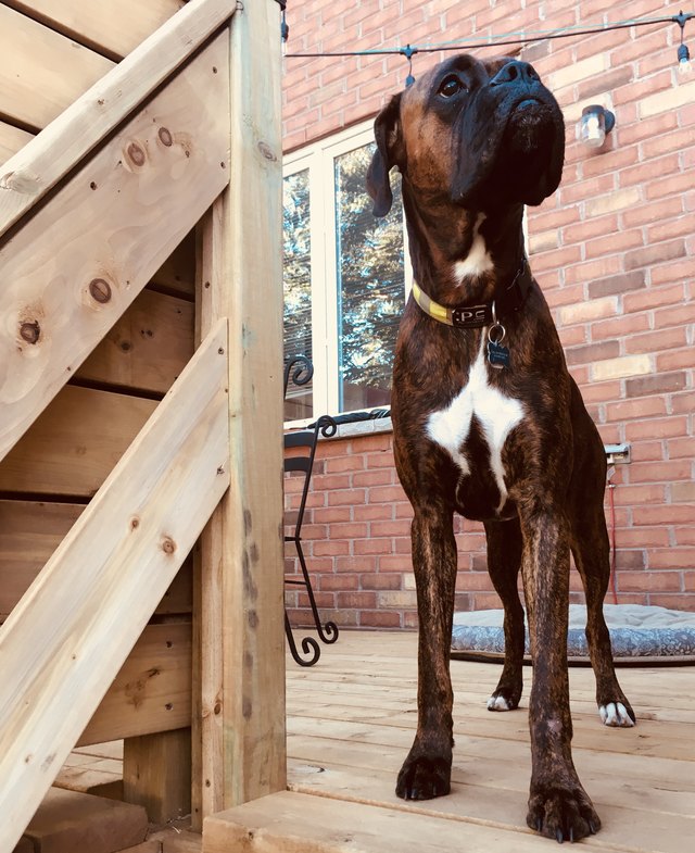 Dog