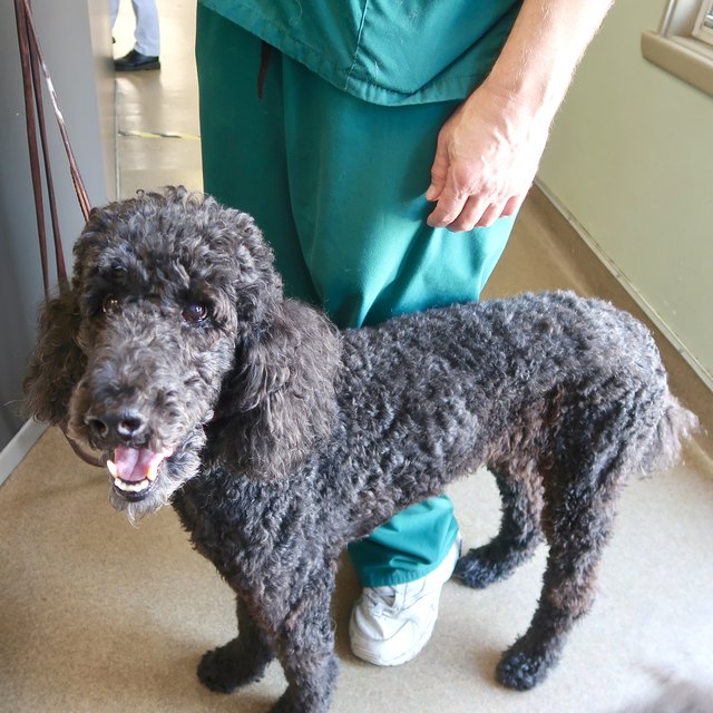 poodle