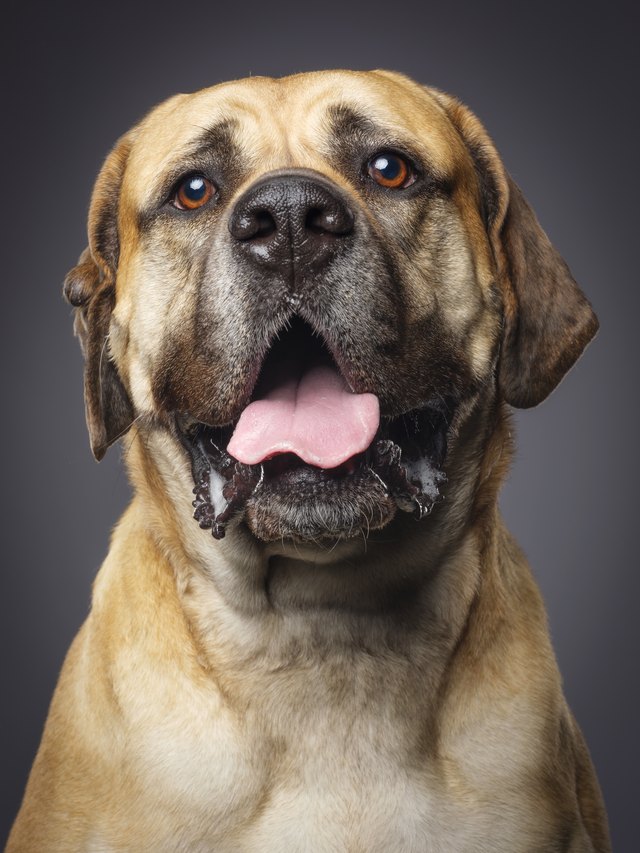 Bull Mastiff