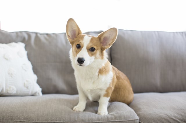 Portrait of Welsh Corgi sitting on sofa at home