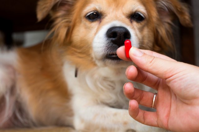 can a human use dogs amoxicillin