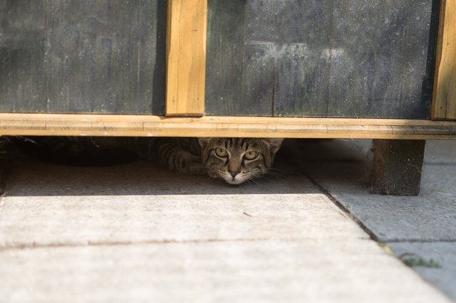 hiding cat