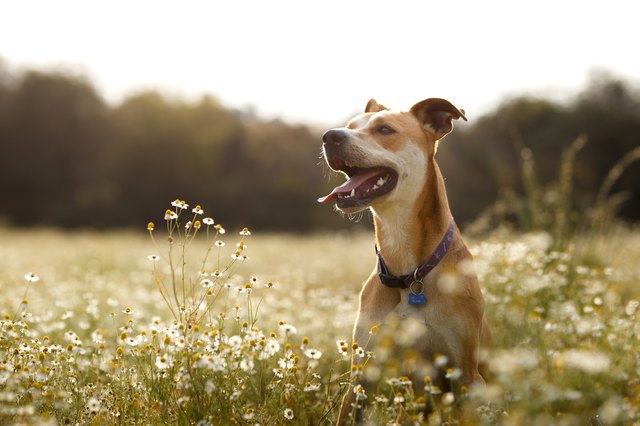 Happy dog in the fields