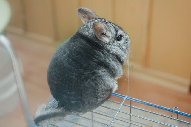 Grey fluffy chinchilla is sitting with his back to you on the cage. Grey fur.