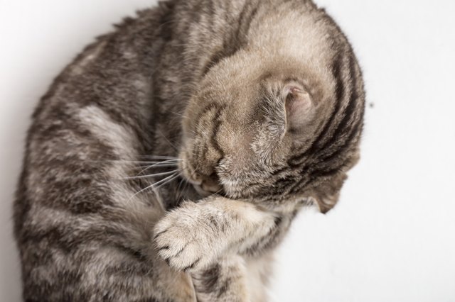 Cute sad cat Scottish Fold makes facepalm movement. Close