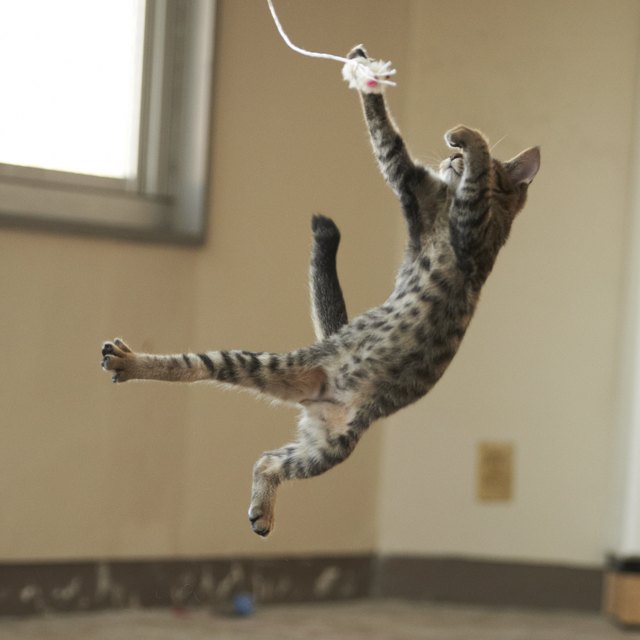 Jumping cat