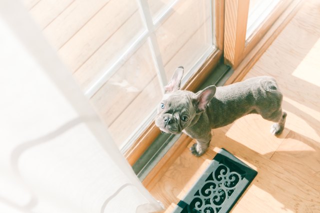 French Bulldog puppy standing by glass doors waiting to go out