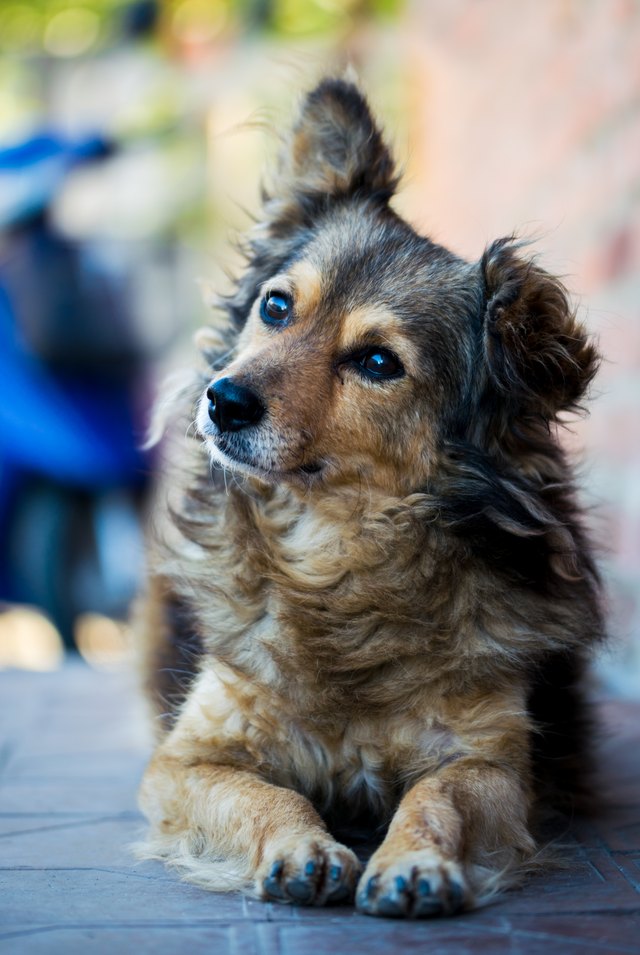 dog