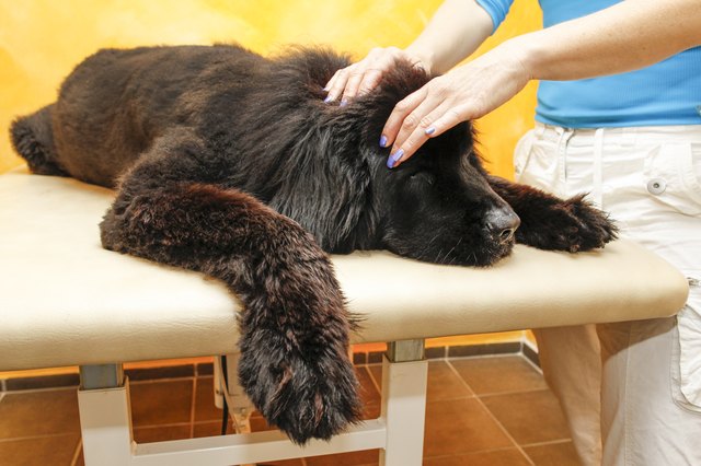 Canine physical therapy