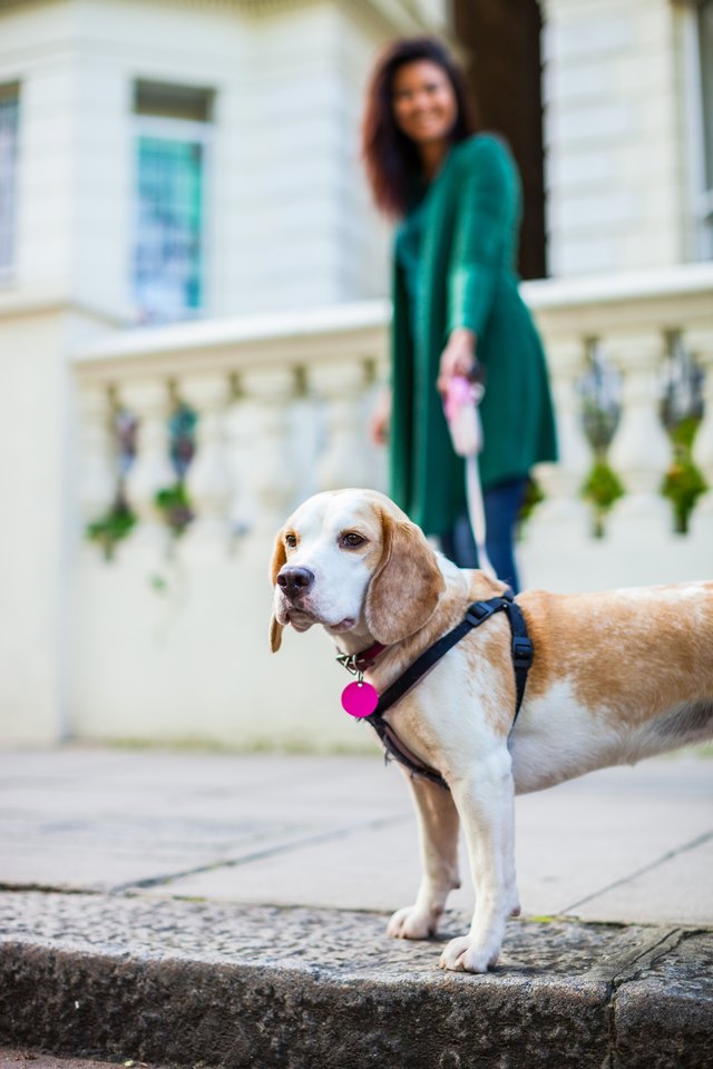 Morning walk with dog in London