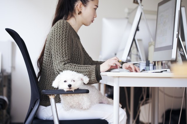 business woman working at office with dog