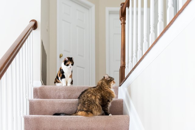 Two calico cats, maine coon sitting on carpet floor on top of second story level of house looking up by railing stairs, steps, staircase playing