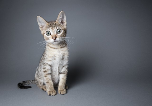 Adorable Tabby Kitten - The Amanda Collection