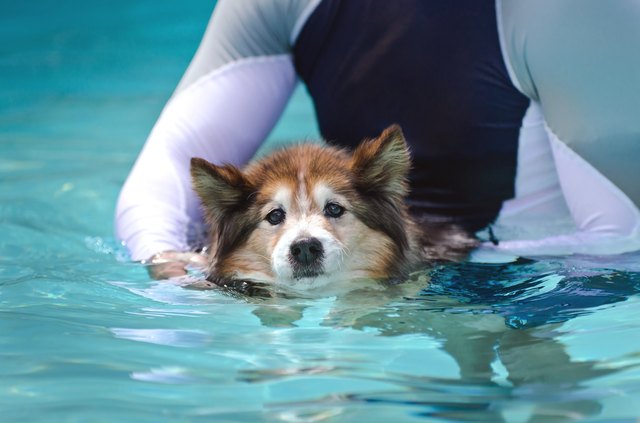 Dog swimming in pool