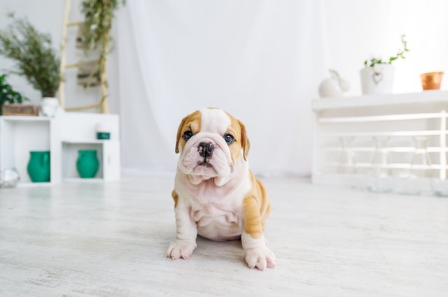Funny puppy of english bull dog on the floor looking to camera.