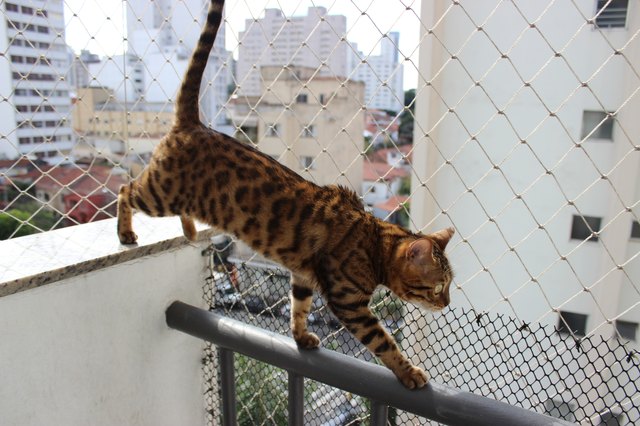 Mandy - Bengal
